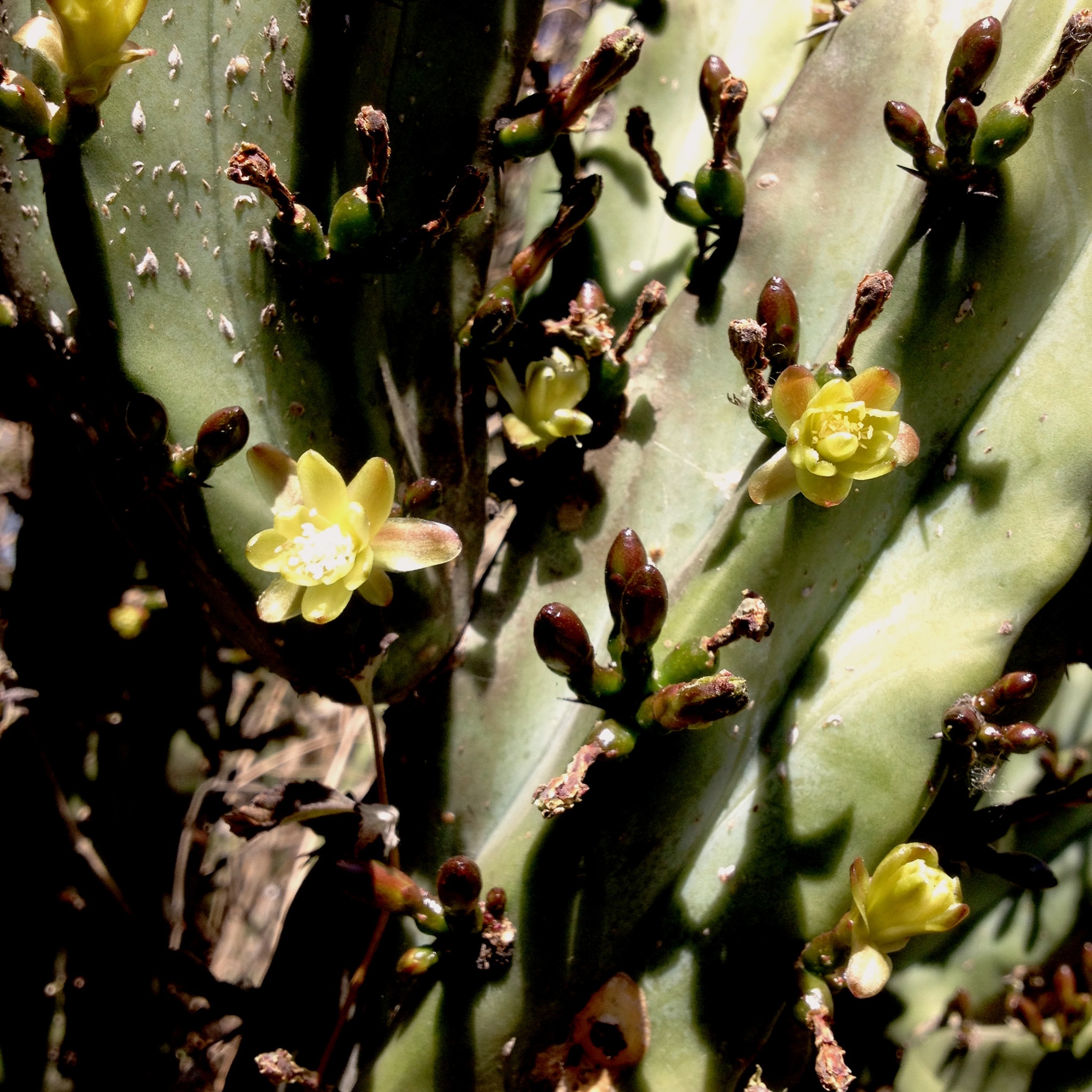 Myrtillocactus geometrizans